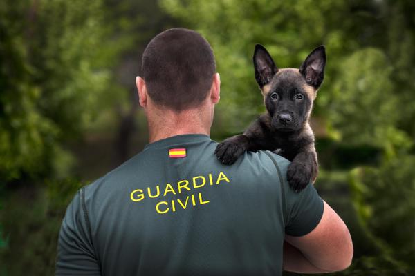 Especialidades Guardia Civil - Formación para opositores de Policía Nacional y Guardia Civil | Academia Centro 9 Academia Centro en Alicante, formación para oposiciones de Policía Nacional y Guardia Civil, acceso físico y temario para preparación